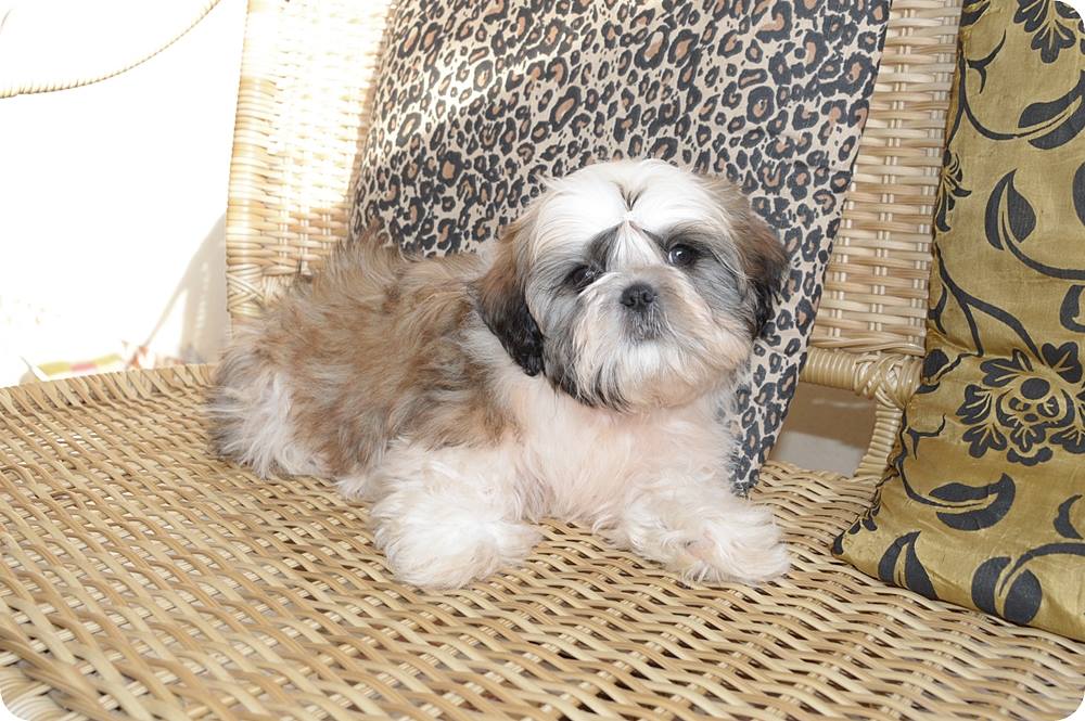 canil shih tzu rio de janeiro jacarepaguá.jpg